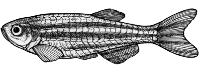 201606_09_zebrafish